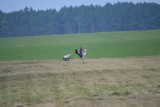 Powrót tych ptaków zwiastuje koniec zimy. Właśnie przyleciały do Wielkopolski! Zobacz zdjęcia pierwszych żurawi spod Chodzieży!