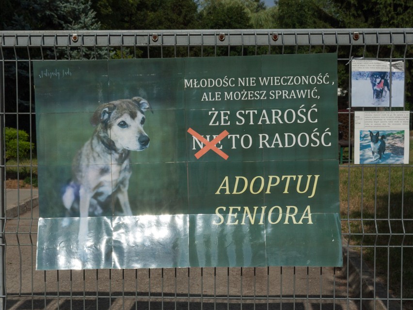 Krakowskie schronisko apeluje o pomoc. „Znaleźliśmy się w trudnej sytuacji”