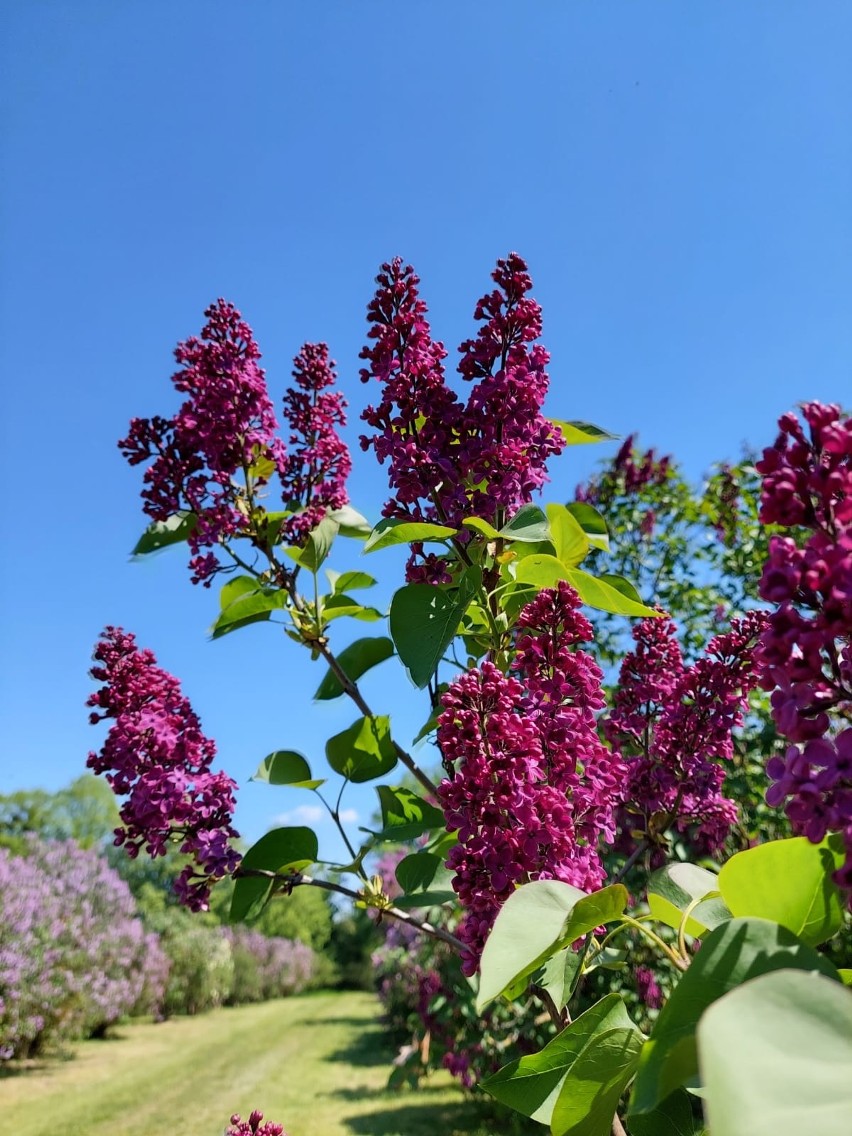 Dni lilaków w Arboretum Kórnickim