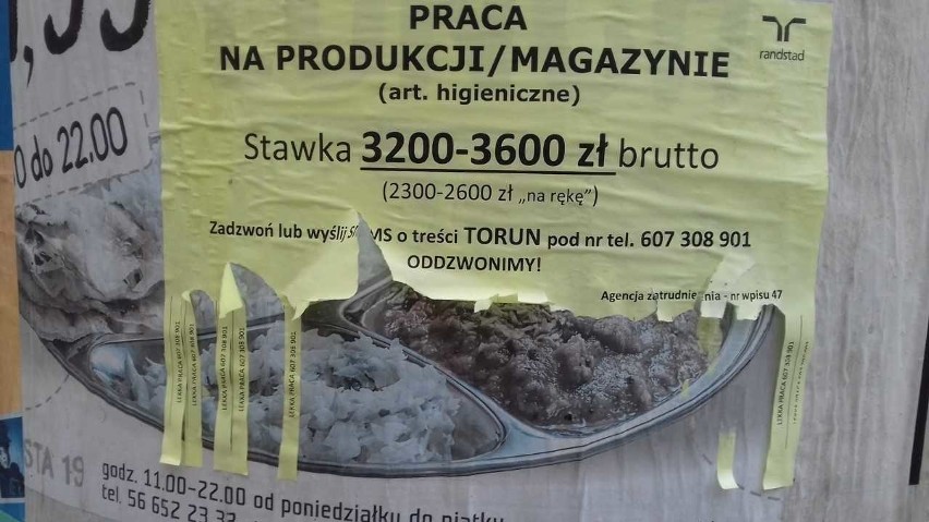 Popularne "Opatrunki" szukają w Toruniu pracowników do...