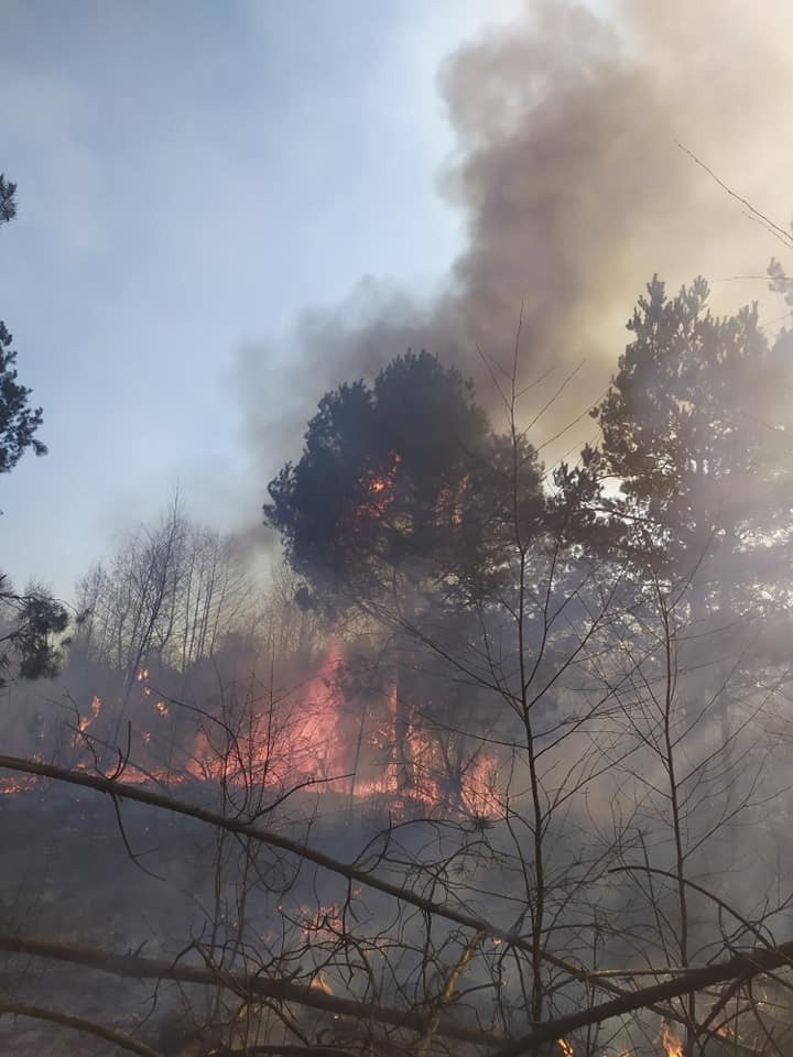 Gmina Klwów. Strażacy gasili pożar lasu w okolicy Trzcianki