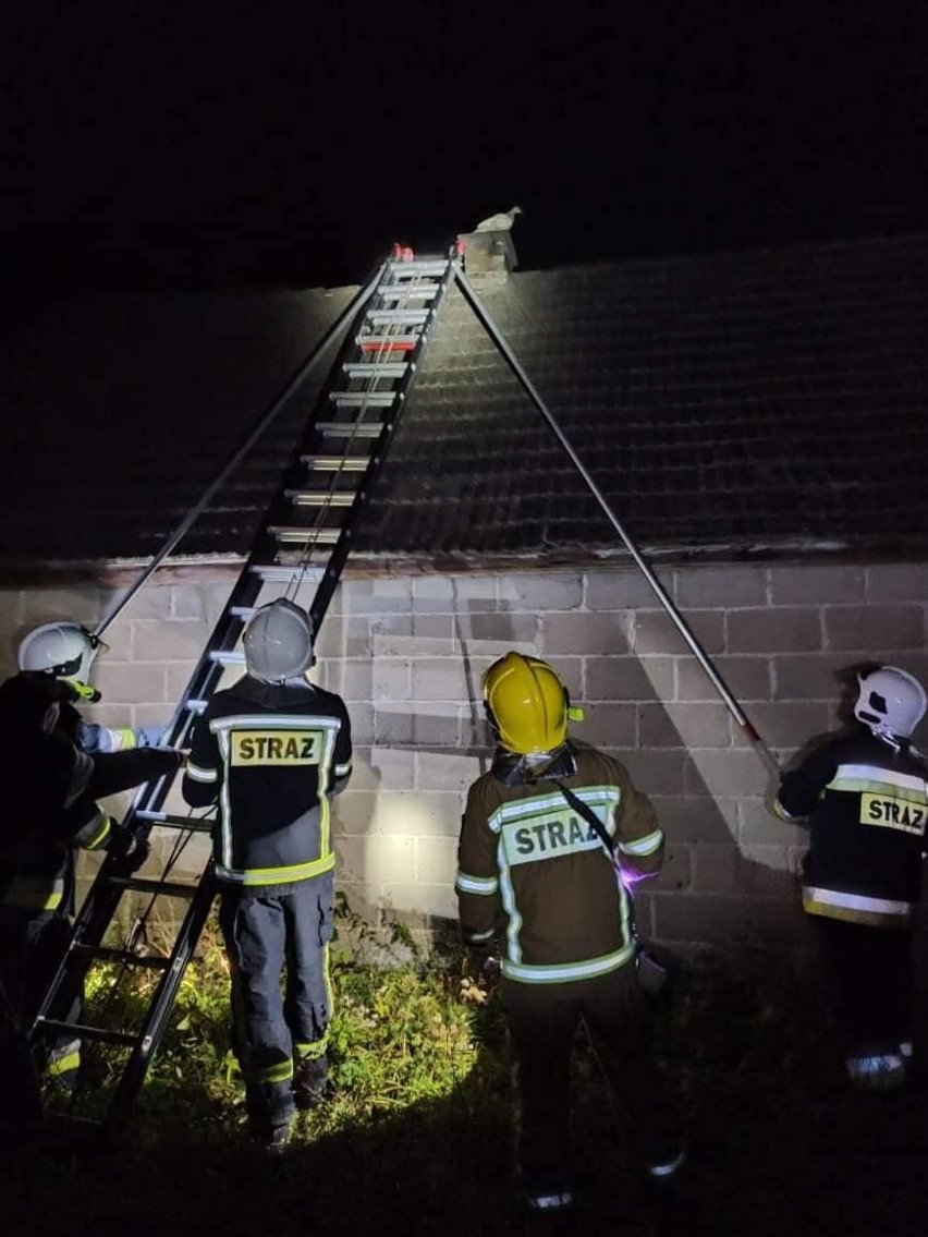 Sokołda. Nietypowa akcja strażaków OSP Supraśl. Ściągali z dachu domu kaczkę [ZDJĘCIA]