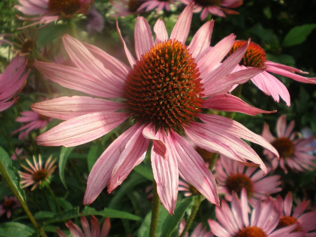 Jeżówka purpurowaJeżówka nadaje się na kwiat cięty, bo długo zachowuje świeżość.