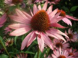 Echinacea czyli jeżówka purpurowa