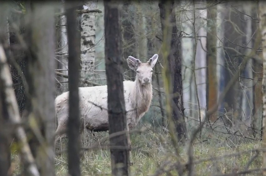 Biały jeleń z Olesna