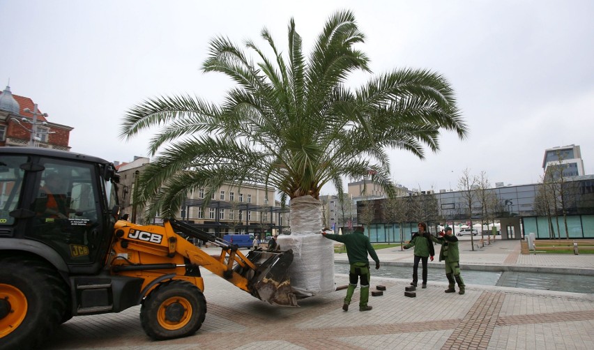 Palmy wróciły na rynek w Katowicach