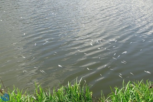 Po największym akwenie w powiecie - Zalewie Wolbromskim pływają tysiące śniętych ryb. Wędkarze sprzątają to, co wypłynęło, żeby martwe nie zaczęły rozkładać się w wodzie. Na razie nie wiadomo, co było przyczyną tej katastrofy