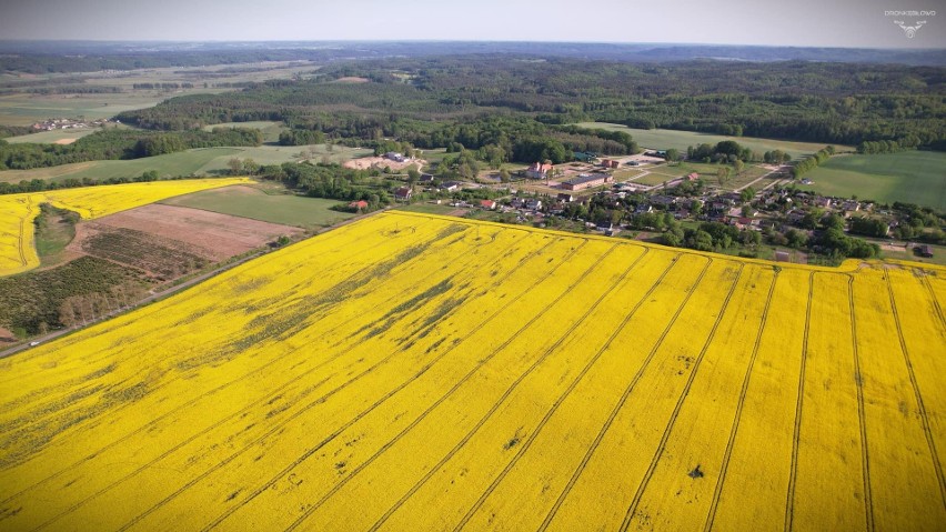 Kwitnący rzepak na zdjęciach z lotu ptaka. Pomorze wygląda...