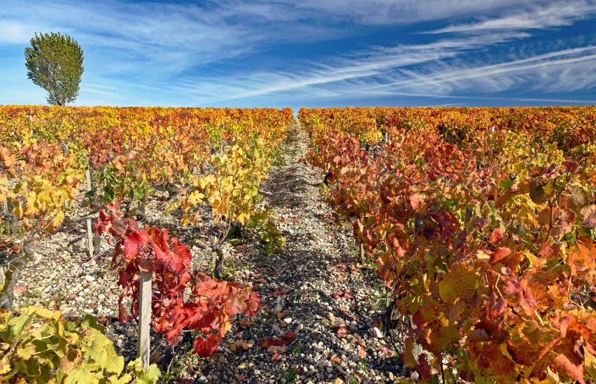 Bordeaux słynie ze swoich zabytków, ale jesienią stanowić...
