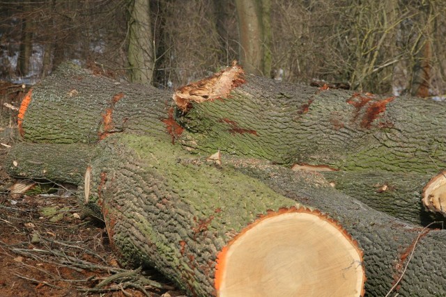 Mężczyźnie, który wyciął i ukradł drzewa z lasu w Sipiorach (gmina Kcynia), grozi nawet do 5 lat więzienia.
