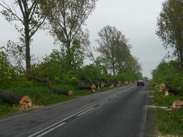 Jednym z pierwszych etapów przebudowy drogi nr 214 była wycinka drzew. Ścięto je dla zapewnienia kierowcom bezpieczeństwa.