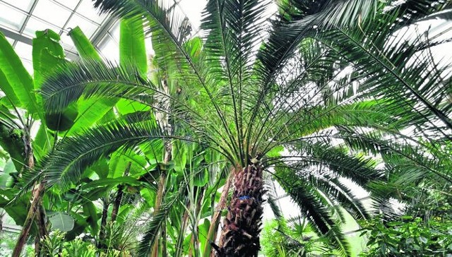 Duże palmy prezentują się okazale, ale po pewnym czasie sprawiają kłopot.