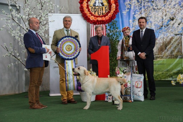 Labrador Avalanche Kreuzburg został uznany za najpiękniejszego psa 37. Międzynarodowej Wystawy Psów Rasowych w Opolu.