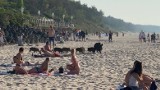 Dziki upodobały sobie nasze plaże. Plądrują śmietniki, podchodzą do ludzi ZDJĘCIA