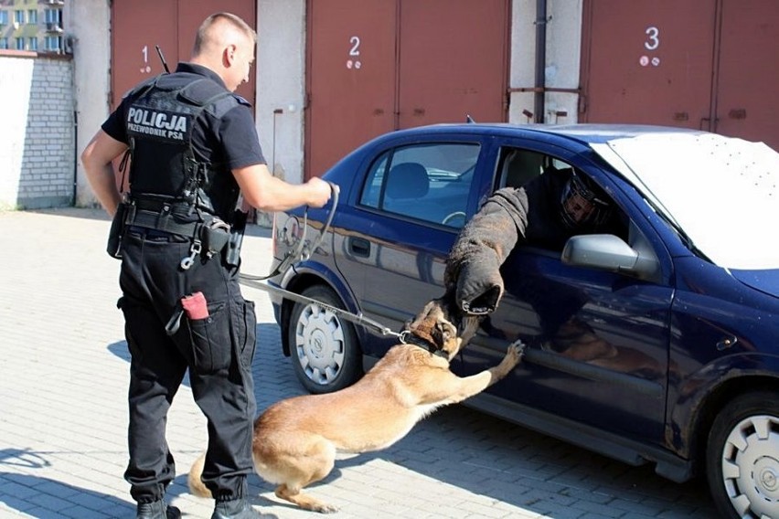 Policyjne psy systematycznie uczestniczą w szkoleniach...