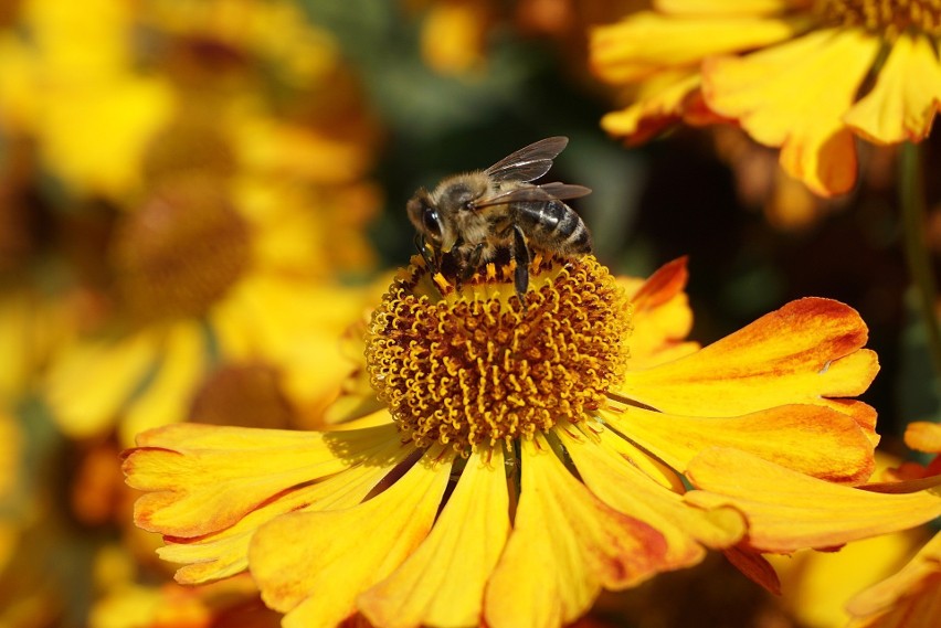 Rośliny miododajne nazywane są pszczelarskimi. Wydają one...