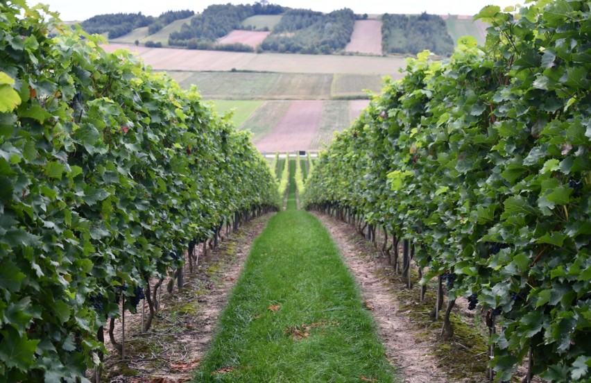 Wkrótce rozpocznie się winobranie w Winnicy Złota Wieś.