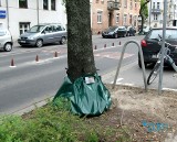 Poznań: Na Wildzie pojawiły się plastikowe worki na drzewach. ZDM testuje nowy sposób podlewania