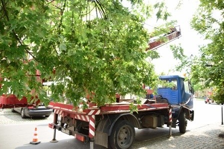 Kraków. Egzekucja drzew na placu Wolnica. Urzędnicy wyjaśniają: Musieliśmy to zrobić