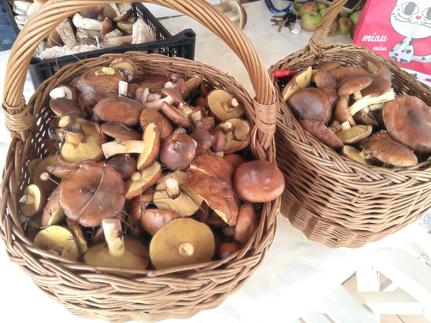 Wysyp grzybów w lasach, także w Kujawsko-Pomorskiem....