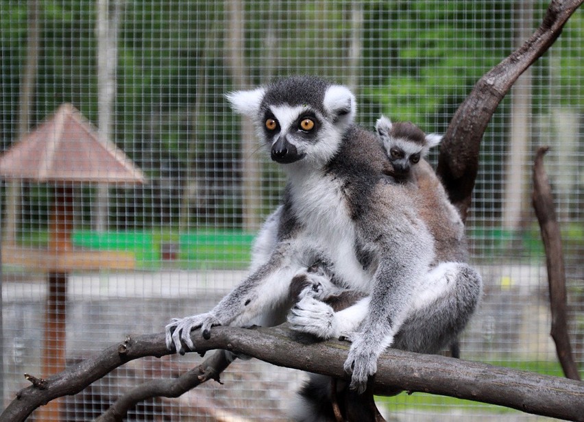 Zoo w Łodzi: król Julian ma potomków! Zobacz zdjęcia małych lemurów [ZDJĘCIA]