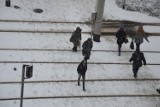 Wrocław: Wtorek bez opadów śniegu? Sprawdź prognozę pogody na dziś
