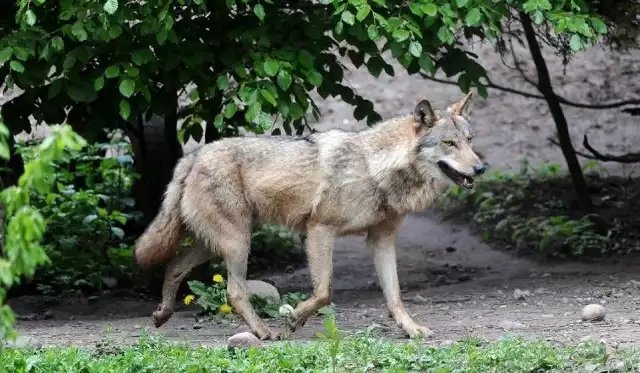 W Fingrowej Hucie zwierzęta zagryzły kilka kóz. Wszystko wskazuje na to, że to wilki.