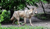 Kolejny atak wilków w gminie Kościerzyna? Tym razem ich łupem miały paść kozy