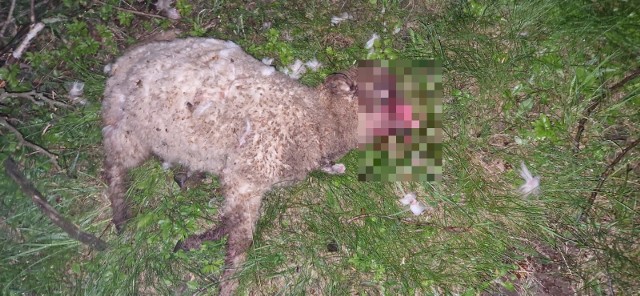 Pięć owiec gospodarza z Kamionnej w powiecie bocheńskim zostało zagryzionych