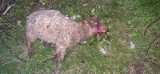 Wilki czy zdziczałe psy grasują w Kamionnej koło Bochni? Kolejny raz ich ofiarą padły zwierzęta hodowlane