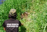 Akcja ratownicza na Bugu: Strażnicy graniczni wraz ze strażakami uratowali orlika