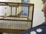 Policjanci z Radomia odnaleźli chronione ptaki