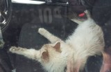 Zostawili kota w nagrzanym samochodzie. Zwierzę uratowali policjanci, wybijając szybę