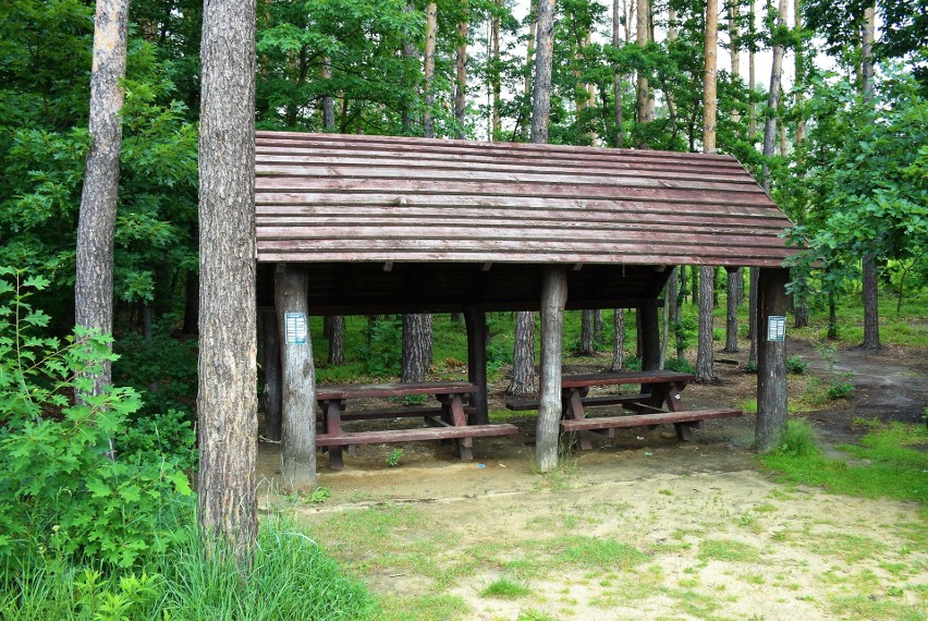 Turystyka rowerowa na Podkarpaciu. Leśnicy z Nadleśnictwa Mielec proponują ciekawe trasy [ZDJĘCIA]