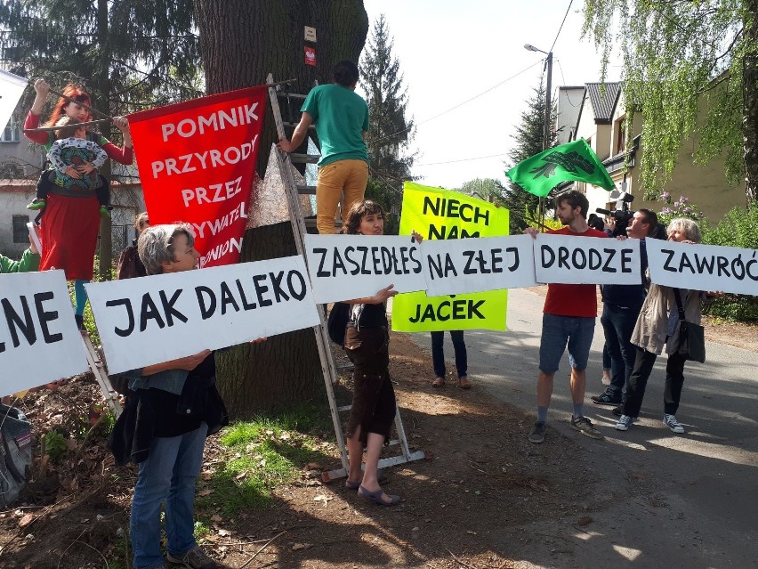 Akcja w obronie dębu Jacek