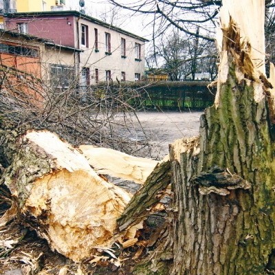 Złamane drzewo przy ulicy Wileńskiej w Słupsku.