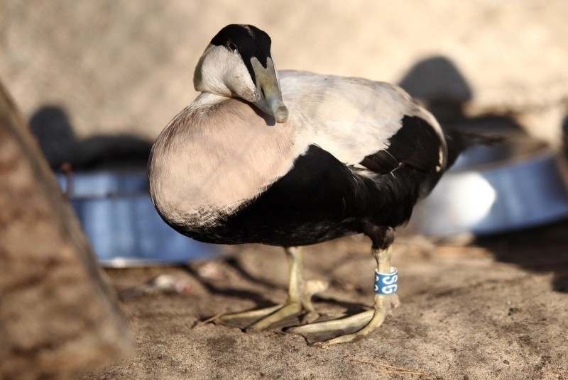 Nowe ptaki, gady i ssaki w łódzkim zoo! Będzie co oglądać... [zdjęcia]