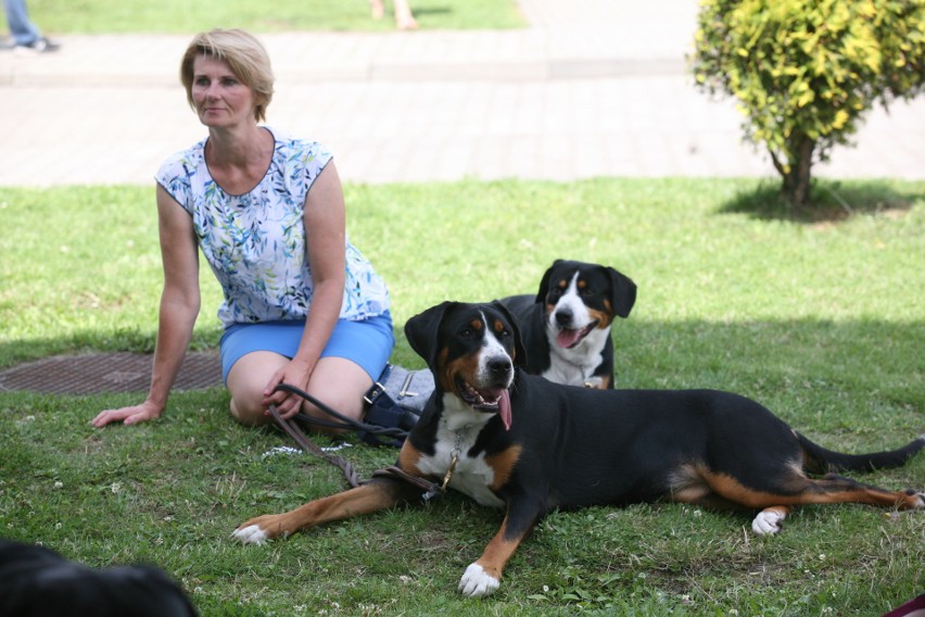 Wystawa psów rasowych w Będzinie ZDJĘCIA