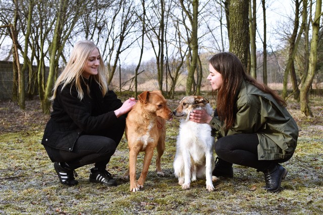 Zwierzaki z przytuliska Reksio w Brodnicy czekają na was, na pomoc i na nowy dom
