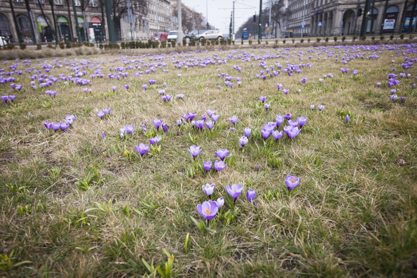 Kraków. Na placu Centralnym w Nowej Hucie zakwitły krokusy [ZDJĘCIA]