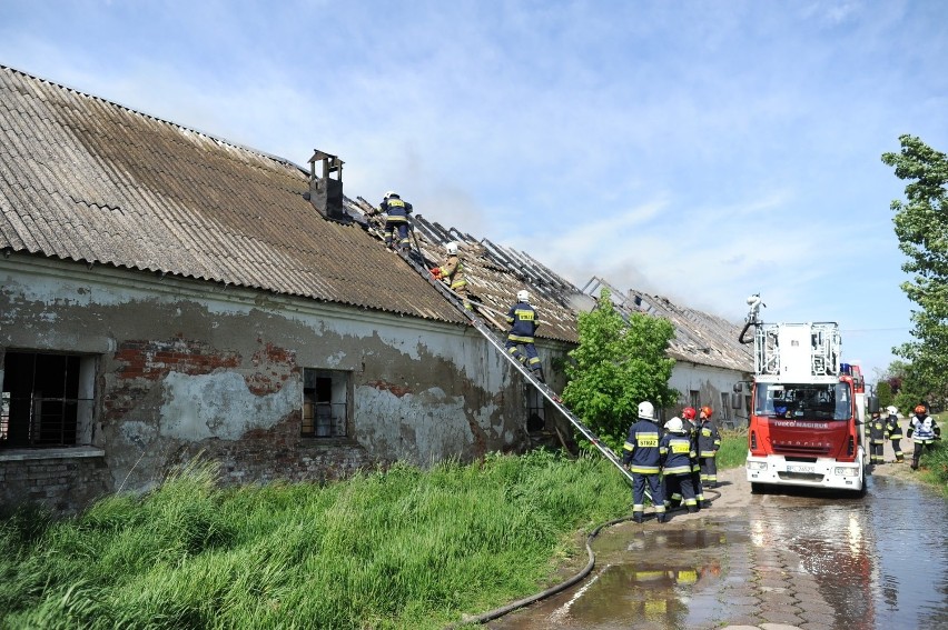 Leszno: Pożar świniarni w Kłodzie. Na miejscu pracuje dziewięć jednostek