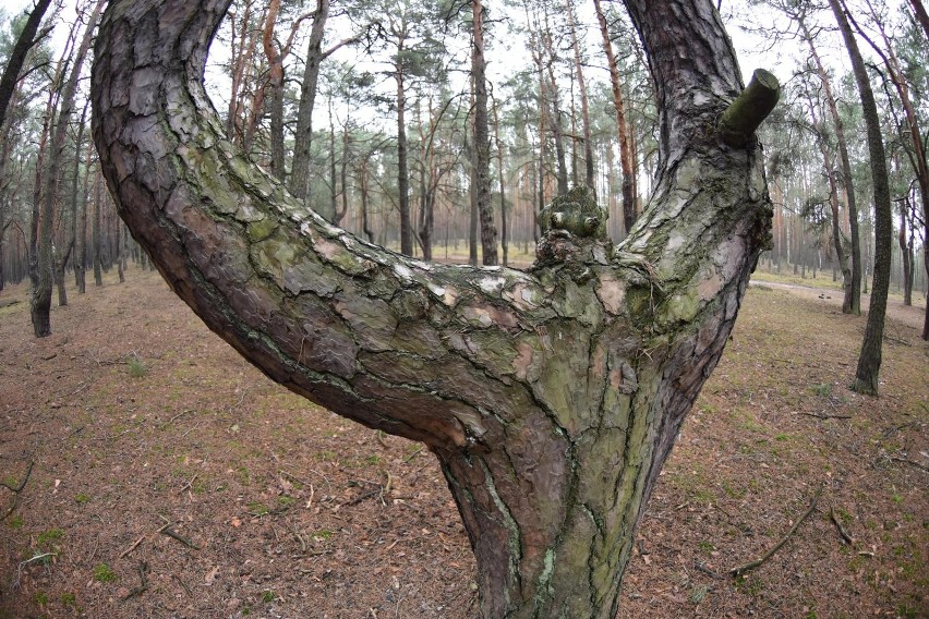 Tańczący las w Zielonej Górze zachwyca swoją magią i...