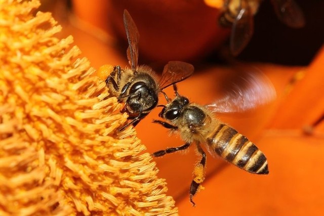 Pszczoły pełnią bardzo ważną rolę w ekosystemie