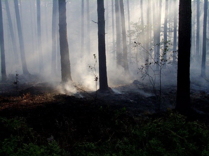 DZ24: Pożar lasu w Rokitnie Szlacheckim [ZDJĘCIA czytelnika]