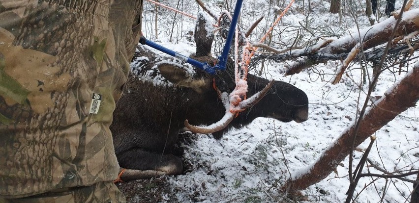 Ponad 300 kg łoś zaplątał się w siatkę ogrodzeniową pod...