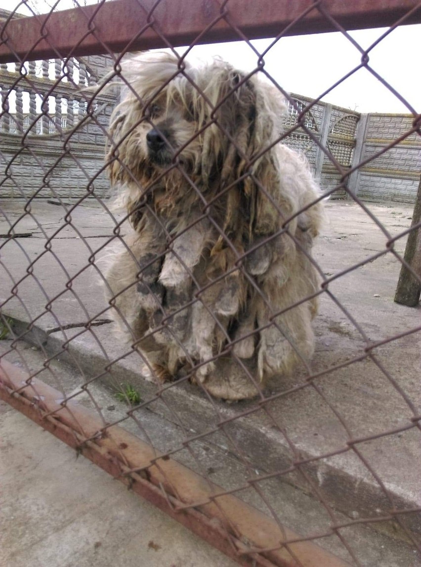 Fundacja Mondo Cane interweniowała w jednej z parafii w...