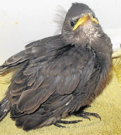 Apel krakowskich ornitologów: nie "ratujcie" piskląt, które uczą się latać
