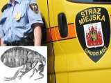 Insekty - pchły i mady - rozpanoszyły się w radiowozie grudziądzkich strażników