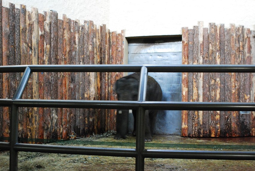 Scott i Ned to nowe słonie w chorzowskim zoo