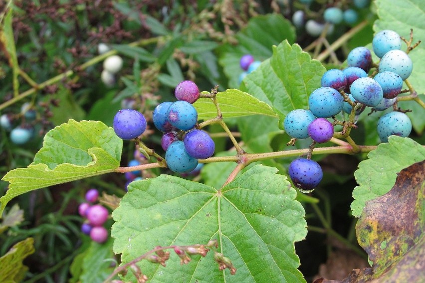 Owoce winnika (na zdjęciu gatunek) mają niezwykłe barwy,...